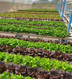 Agribusiness Development Corporation (ADC)