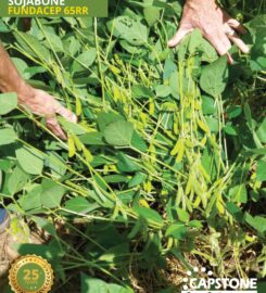 Capstone Seeds