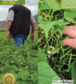 Capstone Seeds