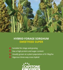 Capstone Seeds