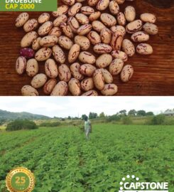 Capstone Seeds