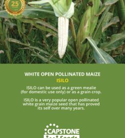 Capstone Seeds