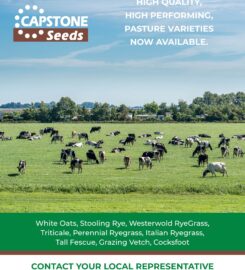 Capstone Seeds