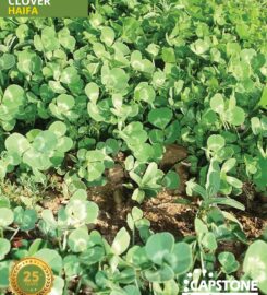 Capstone Seeds