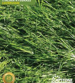 Capstone Seeds