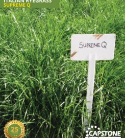 Capstone Seeds