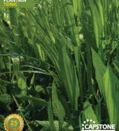 Capstone Seeds