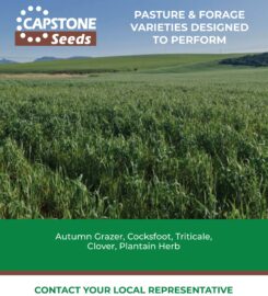 Capstone Seeds