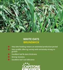 Capstone Seeds