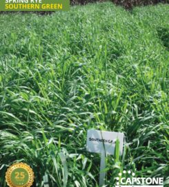 Capstone Seeds