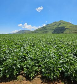 Capstone Seeds