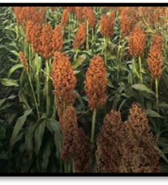 Capstone Seeds