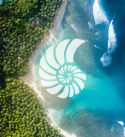 Ammonite Environmental
