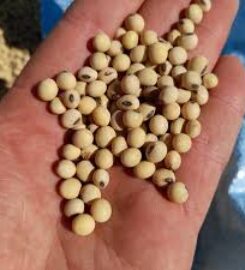 Capstone Seeds