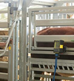 Datamars Livestock Africa